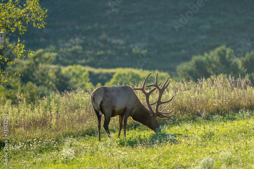 Elk on a Hill in the Evening Light