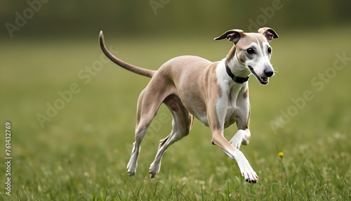 A Graceful Whippet Sprinting Through A Meadow © Seher