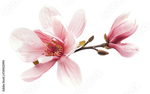Serenity in Petals  Unveiling Magnolia Generative AI