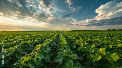 Serene Soybean Field © XtravaganT
