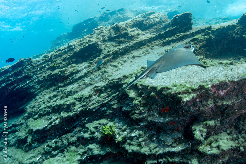 Fototapeta premium Common stingray (Dasyatis pastinaca) Tenerife, Canary Islands.