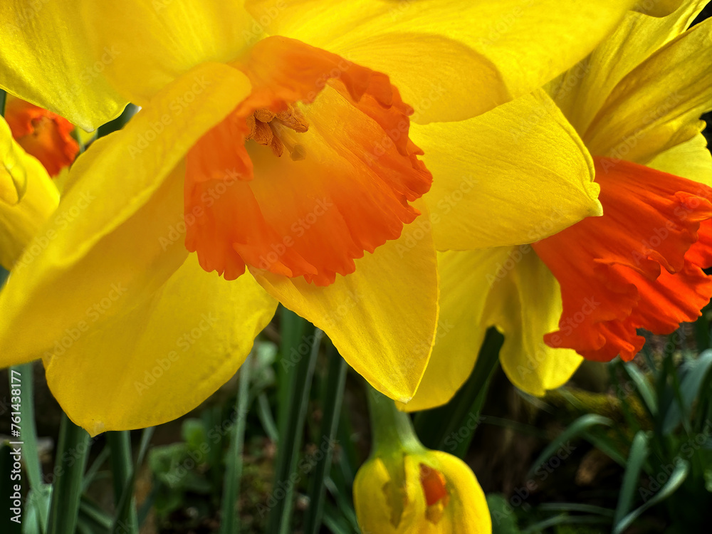 Close up of a yellow daffodil with orange center Close up of a yellow daffodil with orange center