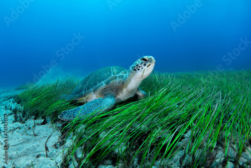 Green turtle (Chelonia mydas), Montana Amarilla in Tenerife, Canary Islands.