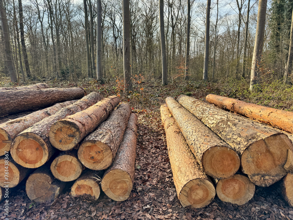 Piles of felled tree trunks lying on a forest floor