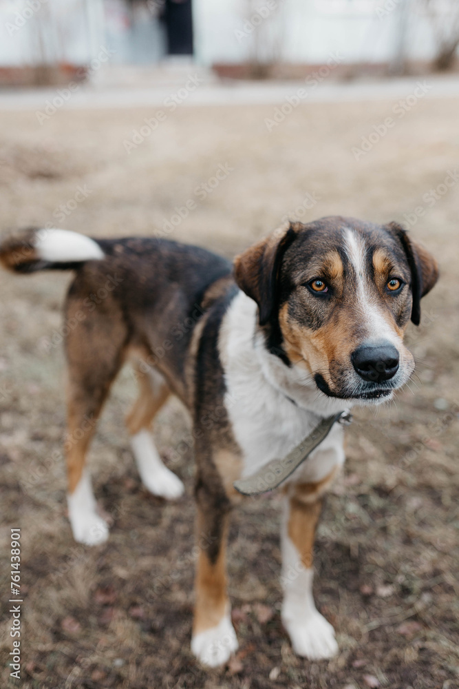 A stray dog in search of a home