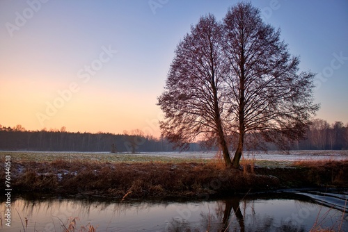 rzeka prosna zima i drzewo © Marcelina