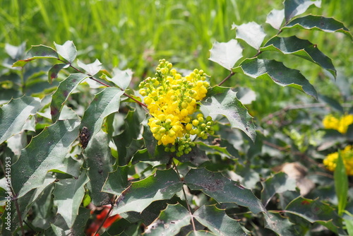 Berberis aquifolium, Oregon grape or holly-leaved barberry, flowering plant in family Berberidaceae, evergreen shrub with pinnate leaves consisting of spiny leaflets. Yellow flowers in early spring photo