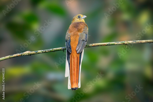 Orange-Breasted Trogon (Harpactes Oreskios) photo