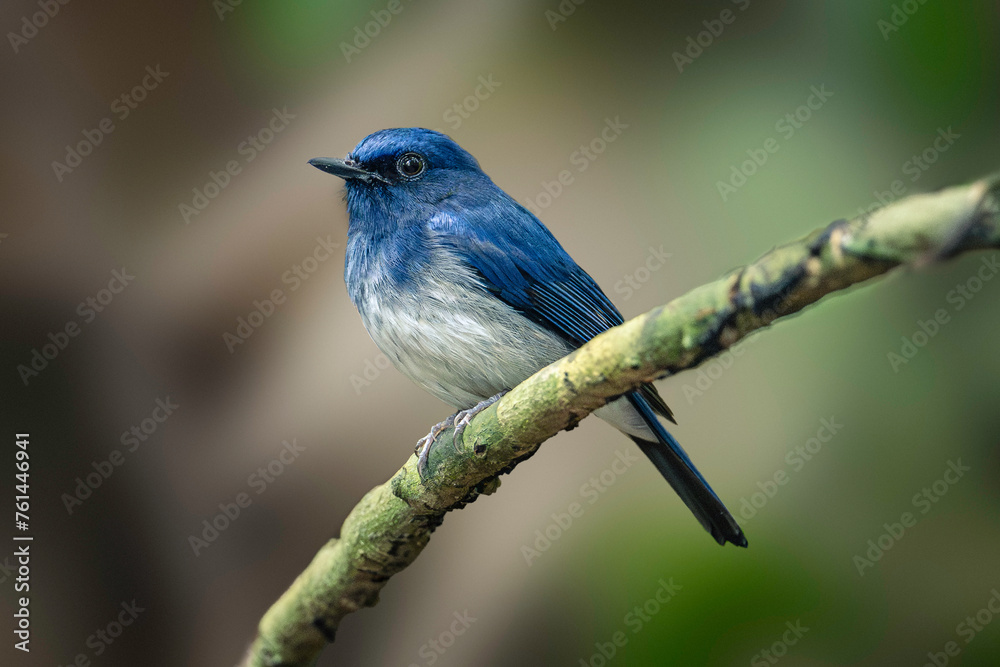Hainan Blue Flycatcher (Cyornis Hainanus) Hainan Blue Flycatcher (Cyornis Hainanus)