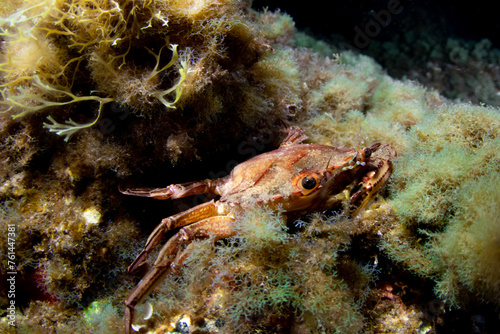 Close-up of Red Swimming Crab (Cronius ruber) underwater, Tenerife
