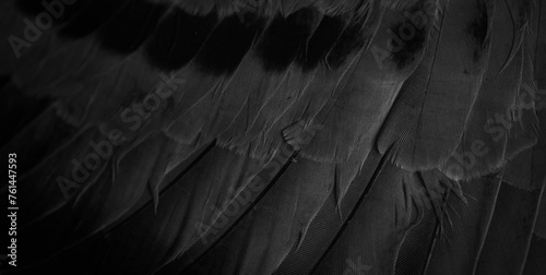 black feather pigeon macro photo. texture or background