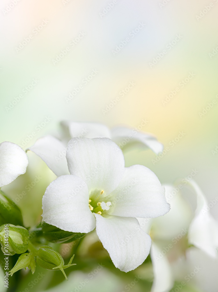 Closeup of white kalanchoe flowers Closeup of white kalanchoe flowers