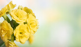 Closeup of yellow kalanchoe flowers