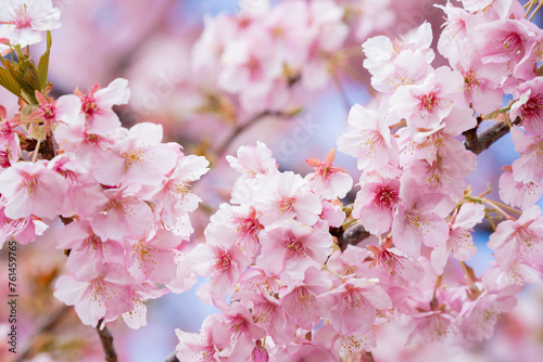 満開の美しい河津桜