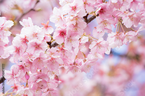 満開の美しい河津桜