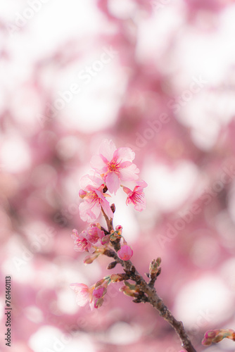 河津桜の花