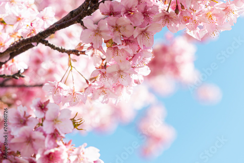 美しい満開の河津桜