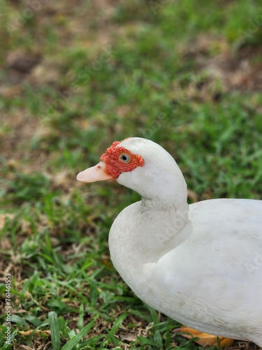 White duck in green farm