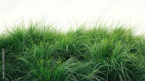 Thick short grass  white background  realistic photography  vibrant empty scene style  well lit  natural scenery  full of energy