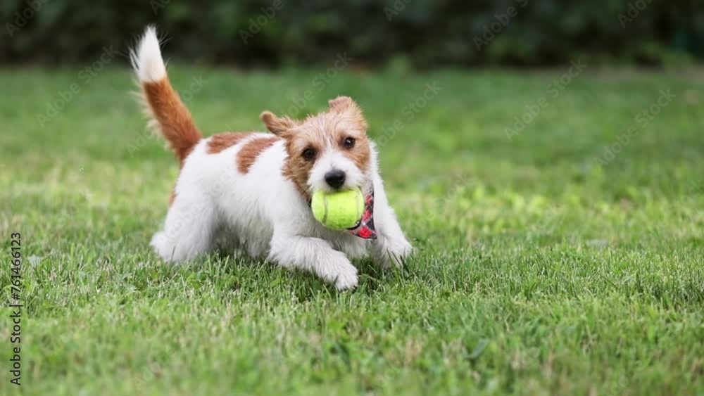 Playful active jack russell dog puppy playing with her toy tennis ball in the grass and bringing it