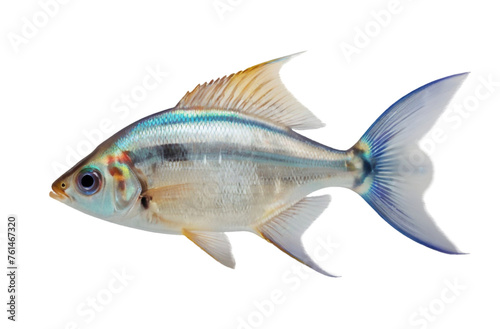 X-ray tetra Isolated on Transparent Background