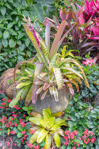 Slika na platnu large Bromeliads potted in terracotta pot in lush garden