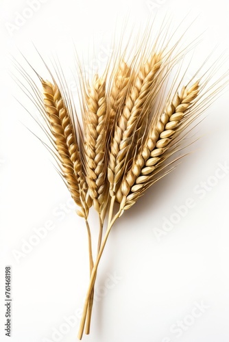 Wheat ears in a group isolated on a background