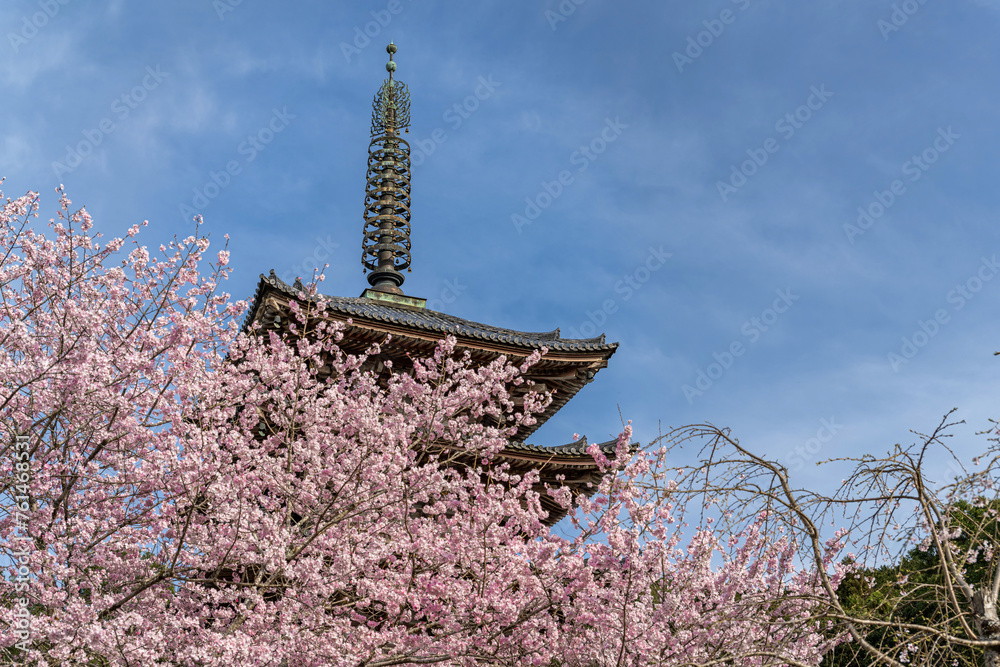 京都醍醐寺 桜に包まれた五重塔