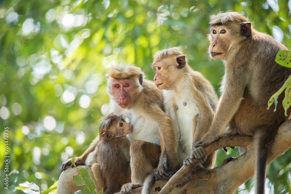 A family of monkeys on a tree branch in a forest