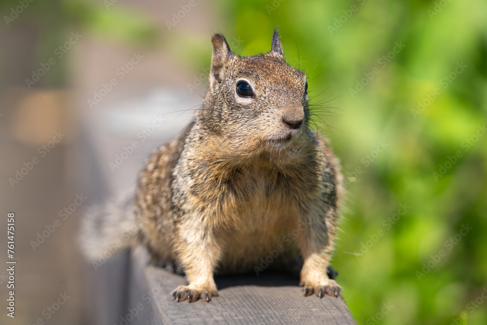 Close up of a ground squirrel on a deck. Close up of a ground squirrel on a deck.