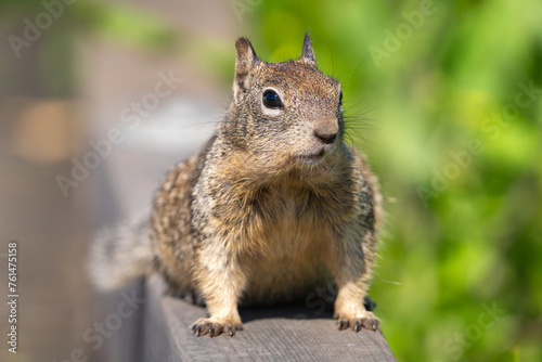 Close up of a ground squirrel on a deck.