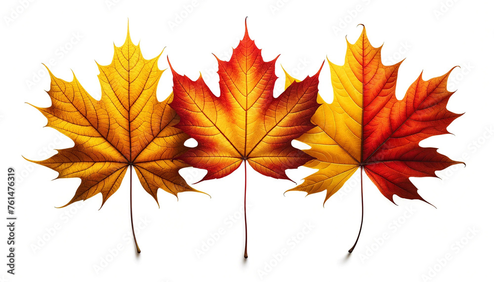 Fototapeta premium Autumn maple leaves isolated on white background. Clipping path included