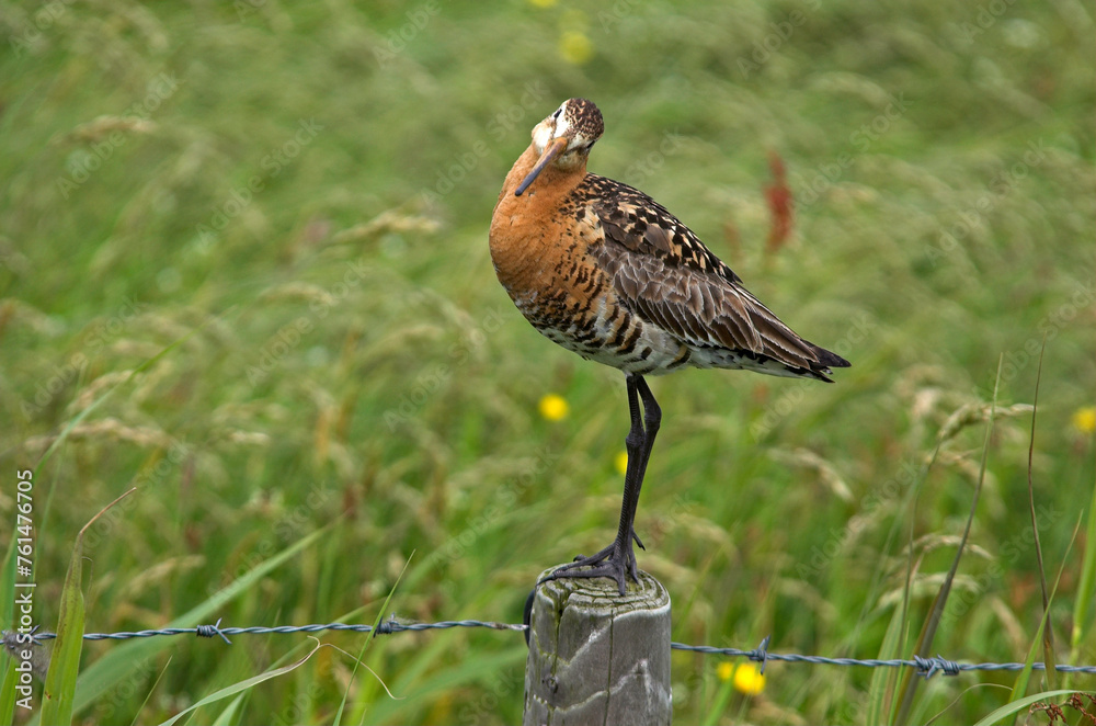 Obraz premium Barge à queue noire,.Limosa limosa, Black tailed Godwit
