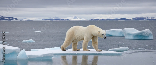 Polar bear standing on ice floe