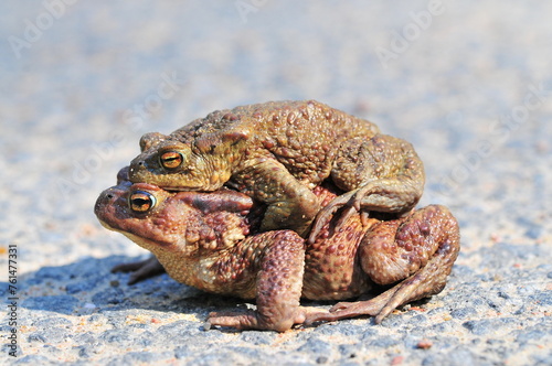 A pair of frogs one on top of the other during mating season on the asphalt