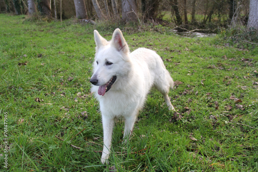Chien - Berger blanc suisse en pleine nature - 2