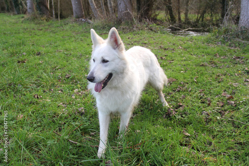 Obraz na płótnie Chien - Berger blanc suisse en pleine nature - 2 w salonie