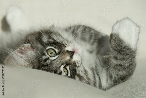 Liegendes Norwegisches Waldkatzen Kätzchen auf dem Sofa