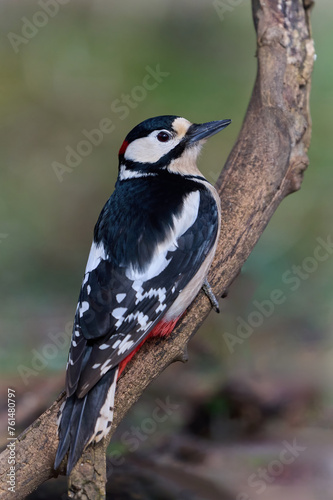 Great spotted woodpecker (Dendrocopos major) photo