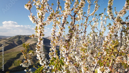 Almond tree blooming