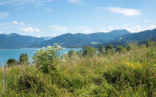 summer landscape Kaltenbrunn with flower meadow, view to lake Tegernsee and bavarian alps