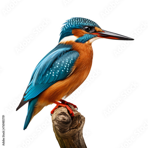 Kingfisher standing on a branch, isolated cutout animal on transparent background