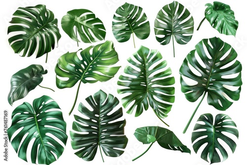 A collection of various tropical leaves on a clean white background. Perfect for botanical projects or tropical themed designs