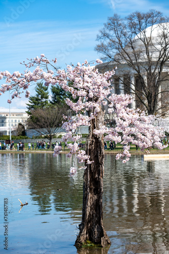 Stumpy, the beloved tree on the Tidal Basin, in its 2024 final full bloom with cherry blossoms for last time before the tree is cut down photo