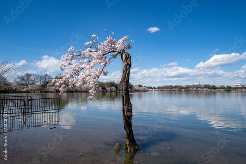 Canvas Print Stumpy, the beloved tree on the Tidal Basin, in its 2024 final full bloom with c