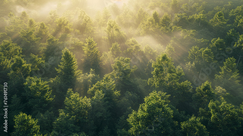 Forest Bathing: Sunbeams Filtering Through Misty Green Canopy