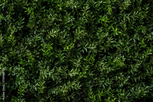 A lush herb wall of dark green living tapestry as a natural background with an array of rosemary cascading down in verdant waves of foliage