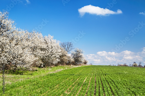 Spring fresh green field and blossoming trees