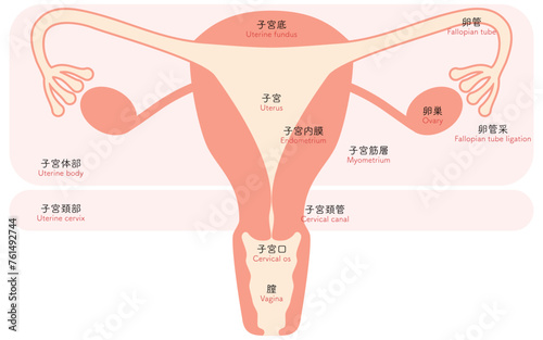 子宮・卵巣の図解イラスト、解剖図 photo