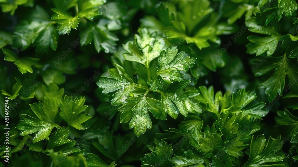 Detailed shot of a cluster of vibrant green leaves, perfect for nature concepts